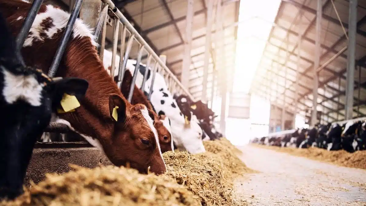 Ferme Baladna Algérie : les premières vaches américaines arrivent le 25 novembre