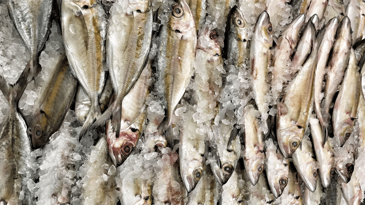 L’Algérie a importé plus de 10 millions de dollars de poissons de Tunisie