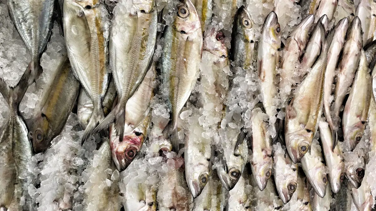 L’Algérie a importé plus de 10 millions de dollars de poissons de Tunisie