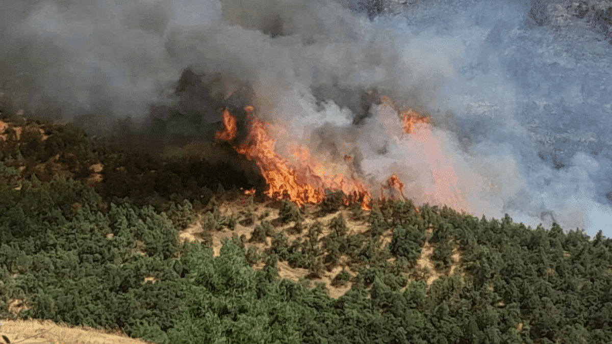 Incendies en Algérie : de Djelfa à Jijel, le dernier voyage de Slimane