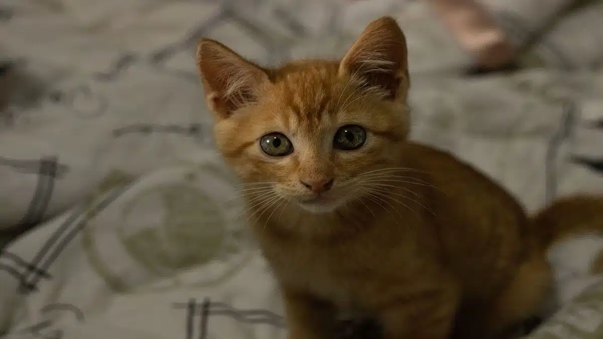Belgique : un chat risque l’expulsion vers l’Algérie