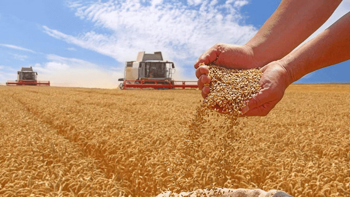 L’Algérie achète 500 000 tonnes de blé tendre à 319-321 $/t