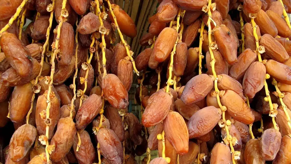 Dattes : après l’huile d’olive, la Tunisie réalise des chiffres record à l’export