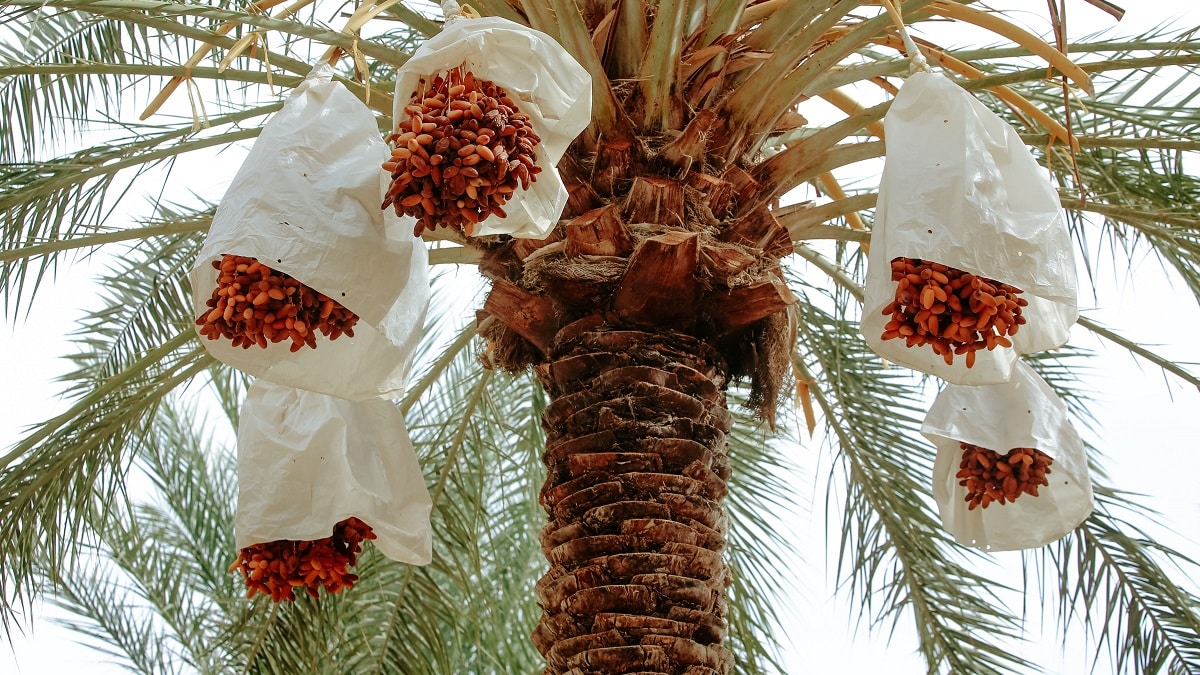 Dattes : l’Algérie exporte plus que la Tunisie, mais gagne moins de devises