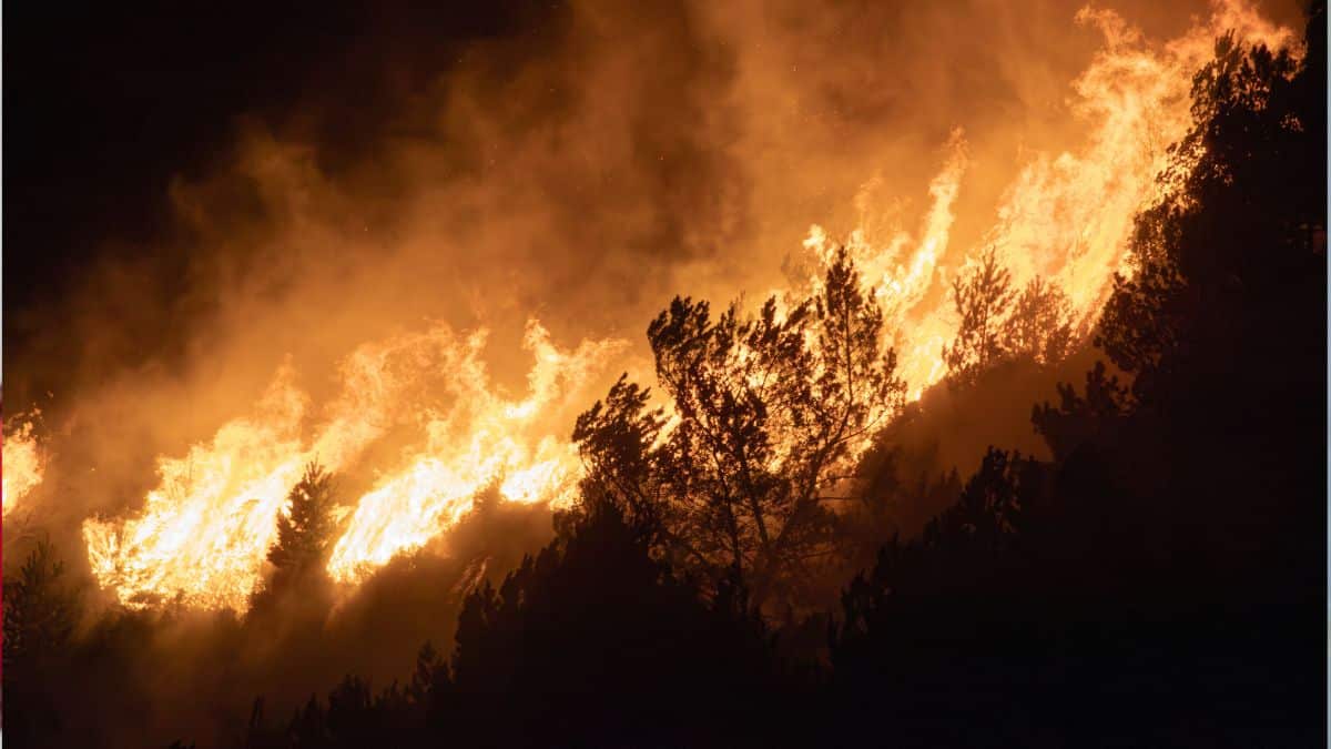 Incendies en Algérie : quatre présumés pyromanes sous mandat de dépôt