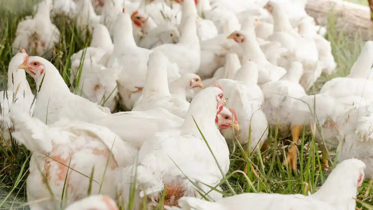 Le poulet hors de prix en Algérie : les raisons de la flambée