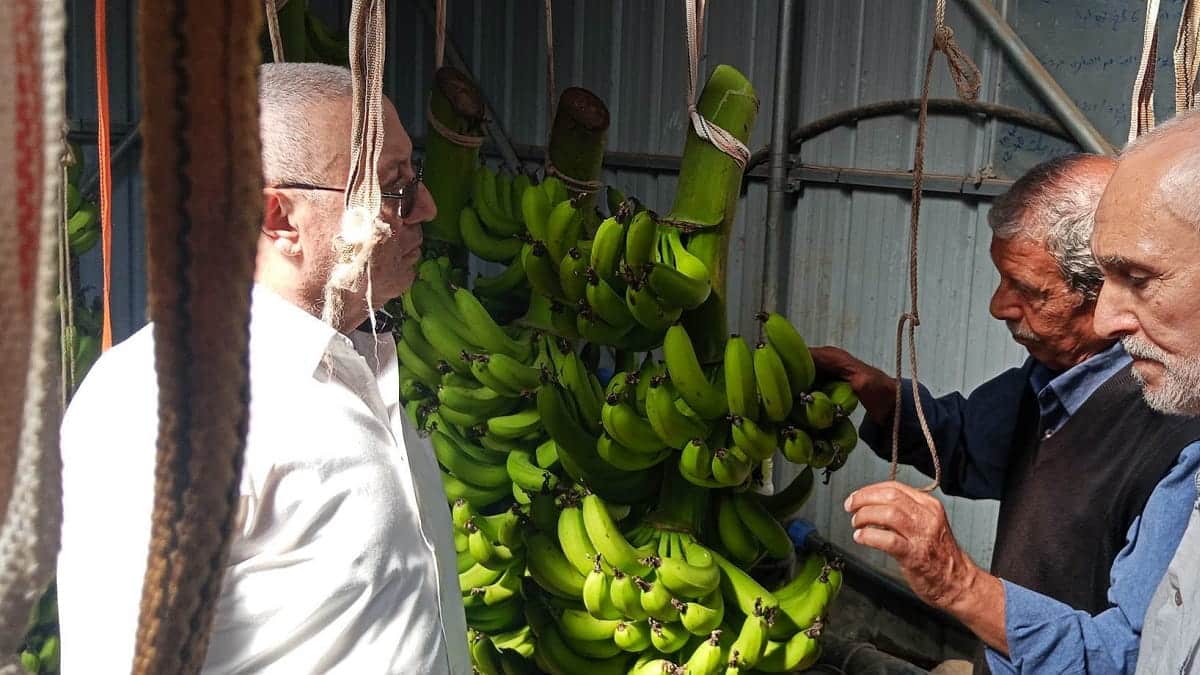 Quand la banane algérienne s’invite au royaume des agrumes à Blida