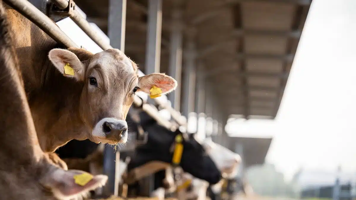 L&rsquo;Algérie suspend l’importation de bovins vivants