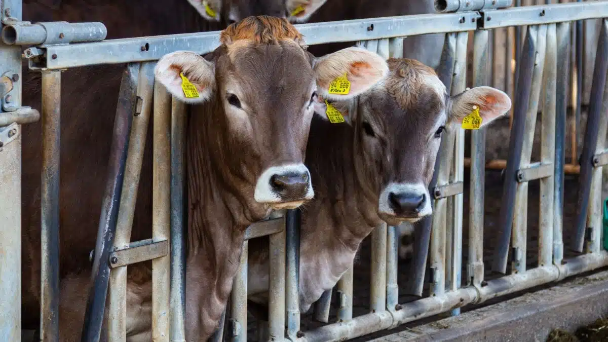 Importations de bétail : l&rsquo;Algérie limite la suspension aux bovins de reproduction et d&rsquo;engraissement