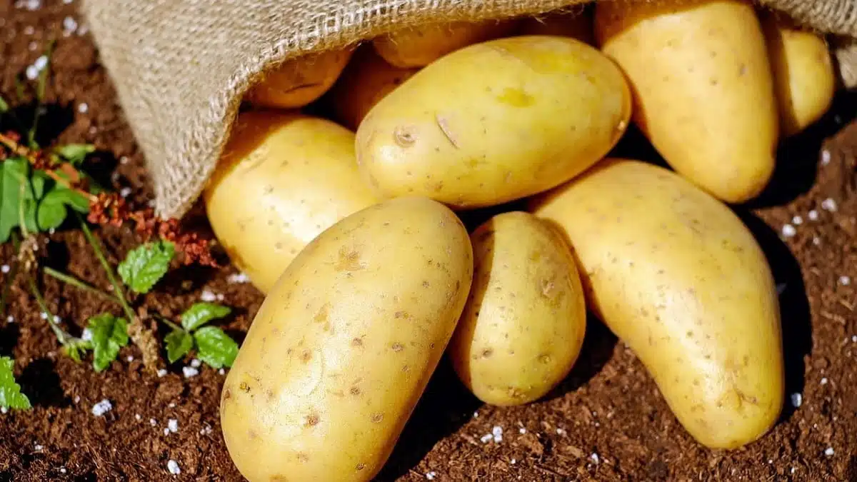 Pomme de terre : le gouvernement plafonne les prix à 80-90 DA